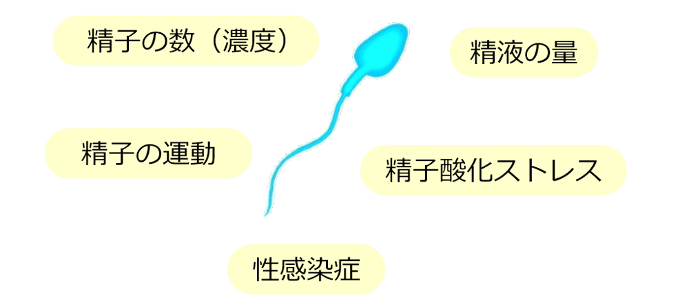 男性検査：精子の数（濃度）、精子の運動、精液の量、精子酸化ストレス、性感染症